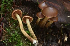 Cortinarius uraceus thumbnail 2