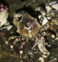 Foliate Kelp Crab thumbnail 3