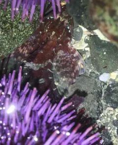 Fluffy Sculpin thumbnail 4