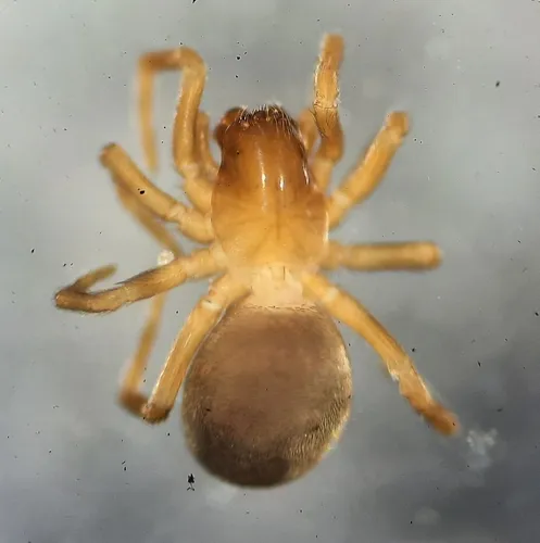 Plump Dictynid Spider