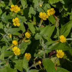 wing-leaf monkeyflower thumbnail 2