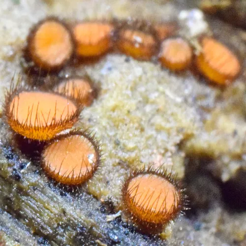 Common Eyelash