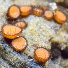 Common Eyelash thumbnail 1