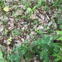 shining bedstraw thumbnail 4