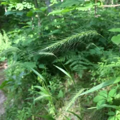 silky wild rye thumbnail 4