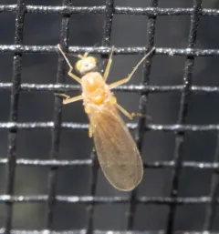 Xanthochlorus helvinus thumbnail 3