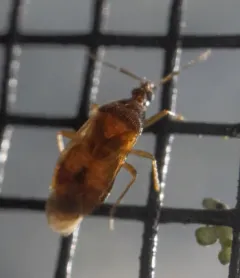 Amphiareus obscuriceps thumbnail 4