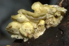 Lemon-colored Antrodiella thumbnail 4