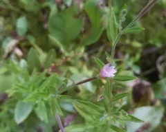 Downy willowherb thumbnail 4