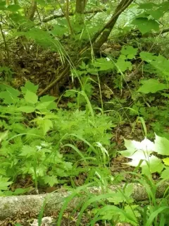 Smith's Melicgrass thumbnail 2