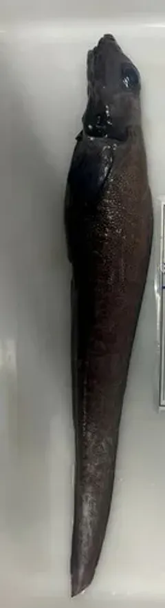 Atlantic Eelpout thumbnail 3