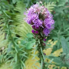 dense blazing star thumbnail 2