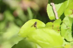 Golden Copperback thumbnail 4