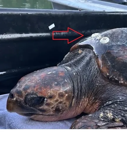 Turtle Barnacle