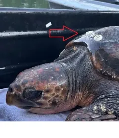 Turtle Barnacle thumbnail 1