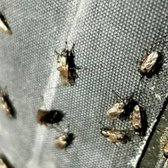 Black Kelp Fly thumbnail 4