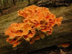 Laetiporus huroniensis thumbnail 2