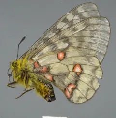 Eversmann's Parnassian thumbnail 3
