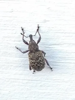 Couper Collar Weevil thumbnail 2