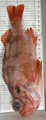Norway redfish