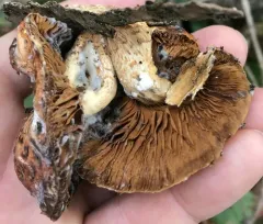 Hypomyces succineus thumbnail 1