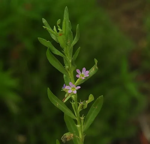 Hyssop Loosestrife