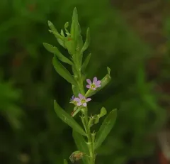 Hyssop Loosestrife thumbnail 1