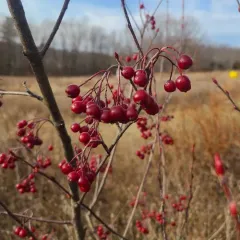 red chokeberry thumbnail 3