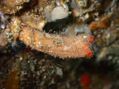 Styela gibbsii thumbnail 3