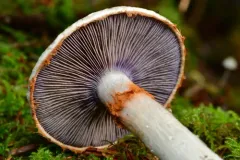 Phlegmacium albescens thumbnail 1