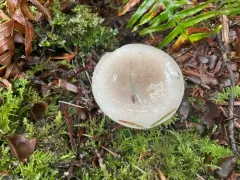 Russula stuntzii thumbnail 3