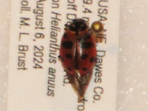 Scarce Convergent Ladybeetle