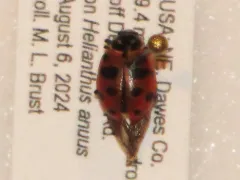 Scarce Convergent Ladybeetle thumbnail 1