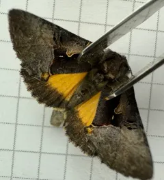Syngrapha orophila thumbnail 4