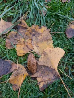 Ginkgo Spot thumbnail 3