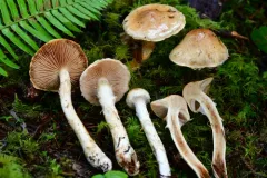 Phlegmacium patrickense thumbnail 3