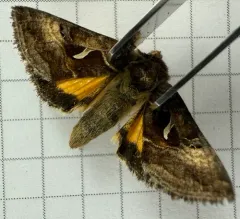 Mountain Beauty Moth thumbnail 2