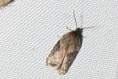 Acleris implexana thumbnail 4