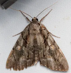 Mourning Underwing thumbnail 4