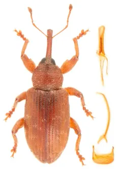 Frost's Aspen Weevil thumbnail 3
