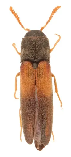 Isorhipis ruficornis thumbnail 4