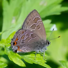 Striped Hairstreak thumbnail 4
