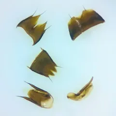 Tachinus corticinus thumbnail 4