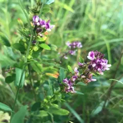 violet bush clover thumbnail 4