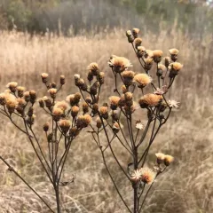 Missouri Ironweed thumbnail 2