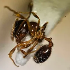 Variable Big-headed Ant thumbnail 2