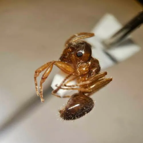 Pale-legged Fuzzy Ant