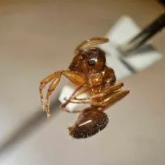 Pale-legged Fuzzy Ant thumbnail 1