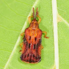 Basswood Leafminer thumbnail 3