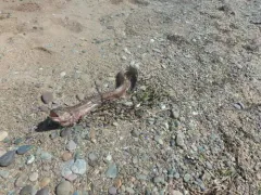 Wrymouth thumbnail 2